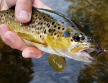 Sedge Saville Dark Brown rules!