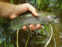 Really nice rainbow trout on black Alder dry fly pattern from overgrown part of the river.