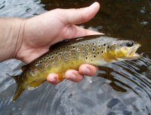 And here's one of them... Lovely small brownie full of energy.