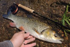 Complete Guide to Fly Fishing for Chub - HubPages