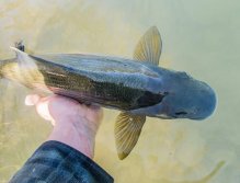 Fly Fishing in Austrian and Bavarian Waters