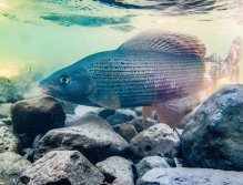 Fly Fishing in Austrian and Bavarian Waters