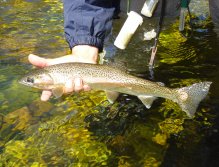 Getting ready to go to its watery home and freedom