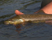 Brown trout