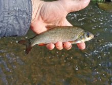 Small fish from Litavka