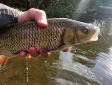 Bigger Chub from Litavka