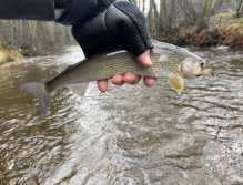 Grayling from Svatava