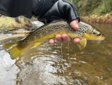 Brown Trout from Svatava