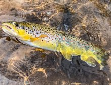 Summer Fly Fishing On Rivers In The Giant Mountains