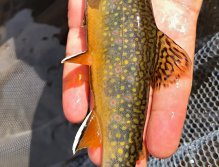 Summer Fly Fishing On Rivers In The Giant Mountains