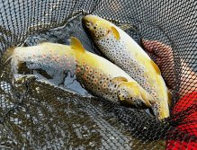 Summer Fly Fishing On Rivers In The Giant Mountains