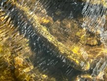 Summer Fly Fishing On Rivers In The Giant Mountains