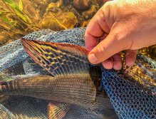 Summer Fly Fishing On Rivers In The Giant Mountains
