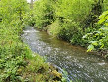 Kosinsky stream near Tabor, Czech Republic