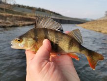 Small river perch from Litavka