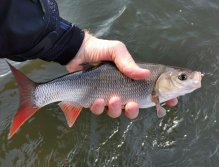 Nice Ide from LItavka