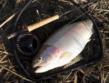 A perfect example is this big rainbow trout in golden form caught on my flagship stillwater fly for winter season - the big rainbow killer "AR Fish Fry Booby Streamer"! Slowly retrieve on the sinking line is absolutely irresistible for large trout!