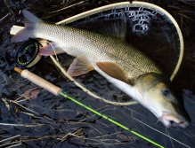 Or you can also go to your favorite lowland non-trout river, where you try to catch some nice barbel! I love barbel fishing during the winter holiday season! It is important to find the fish and then naturally present them adequate loaded fly patterns!