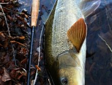 Another beautiful barbel from my childhood river. Even on small rivers you will often find big fish. The advantage of such waters is their readability and better "fishability" - compared to larger rivers, where finding fish is often much more difficult!