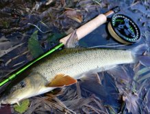 If you find the wintering ground of barbel, which is often some quiet deeper stream, you can catch a few pieces. If you catch such fish in winter time, it is a very special day due to the traditionally low fish activity in this part of season!
