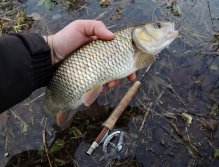 However, streamer is the most successful method of the day, and so comes the catch of another beautiful winter chub. Last photo and quickly back to the icy water, because even my hand freezes!