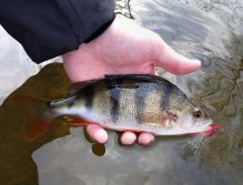 Perch is also a frequent catch during winter expeditions! These are beautiful predatory fish that you can catch most effectively on different types of fish streamers. This nicely chubby fish could not resist a cliché like RH Fish Streamer!