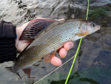 Beautiful December grayling caught in a slower stream on a small nymph. The grayling often stands in shoals of coarse fish and because of their "more ferocious nature" they often catch flies before chub or roach.