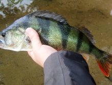 Such a perch is already a really nice catch. Large perch are often found on flooded sand pits, valley dams, but also on smaller deeper rivers. It just needs to be in the right place at the right time! ;-)