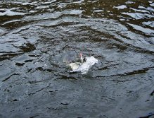 A frantic surface battle with a nice small pike ends - as can be seen from the photograph - in favor of the fish, which after this moment disappeared in the depths below the weir. Still, it is a beautiful experience from the water!