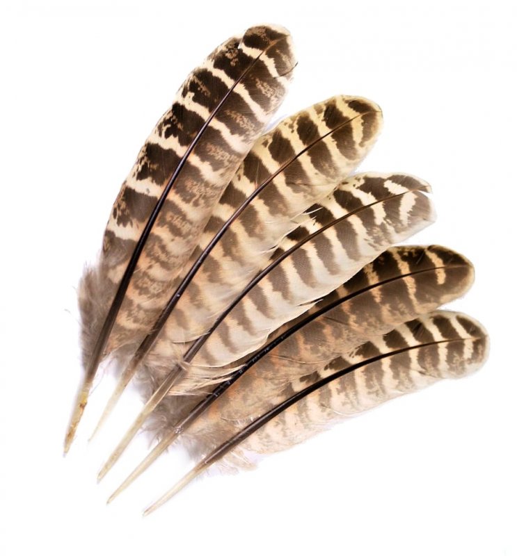 Pheasant Veniard Hen Ringneck Wing Quills | CzechNymph.com