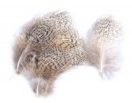 English Partridge Veniard Grey Flank Hackles