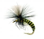 Grannom Pupa Para Emerger