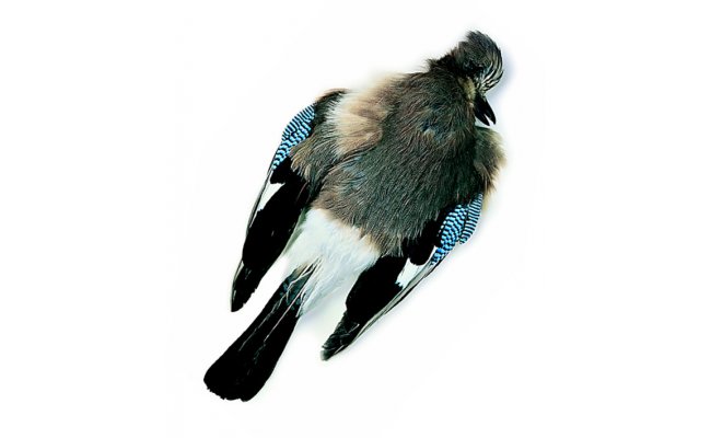 Blue Jay Whole Wings Veniard