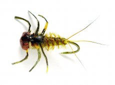 Oliver Edwards Heptagenid Nymph