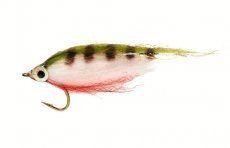 Polar Minnow Perch